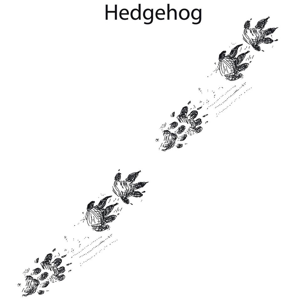 hedgehog steps, footprint, trail. squirrel tracks. Typical footprints vector