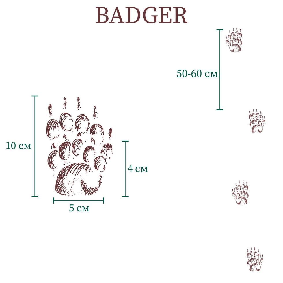 badger steps, footprint, trail. squirrel tracks. Typical footprints vector