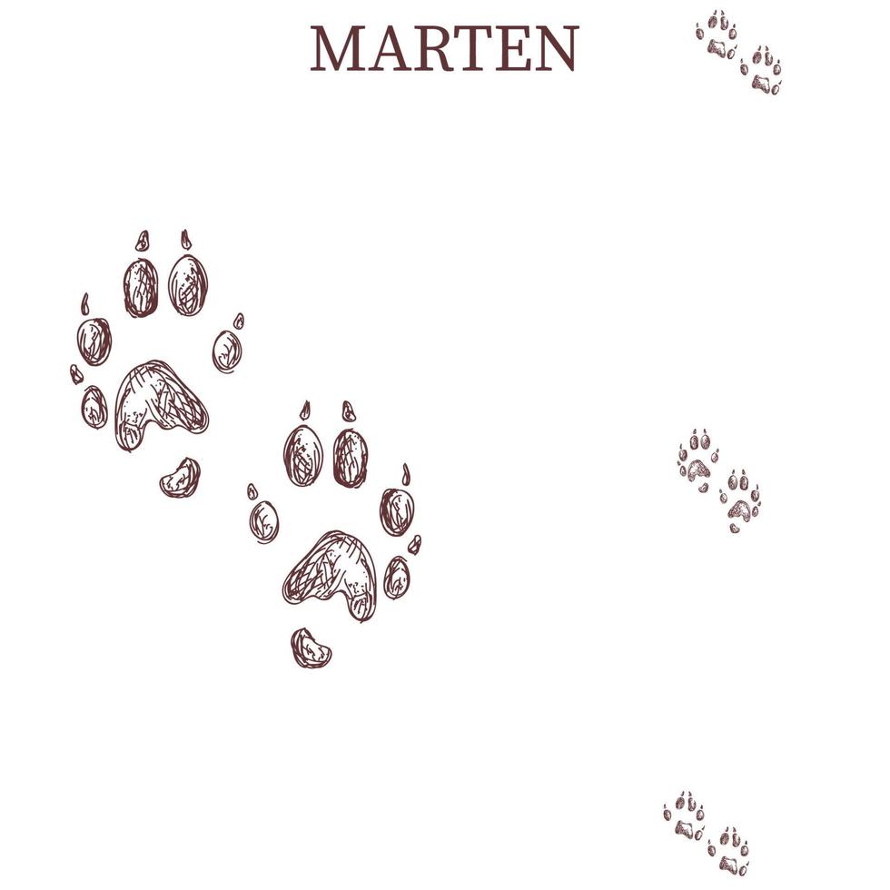 marten steps, footprint, trail. squirrel tracks. Typical footprints vector