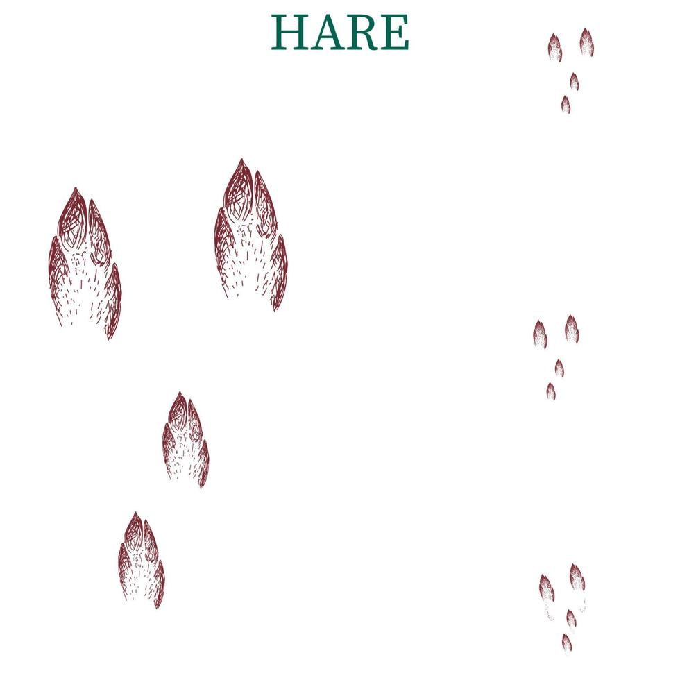 hare steps, footprint, trail. squirrel tracks. Typical footprints vector