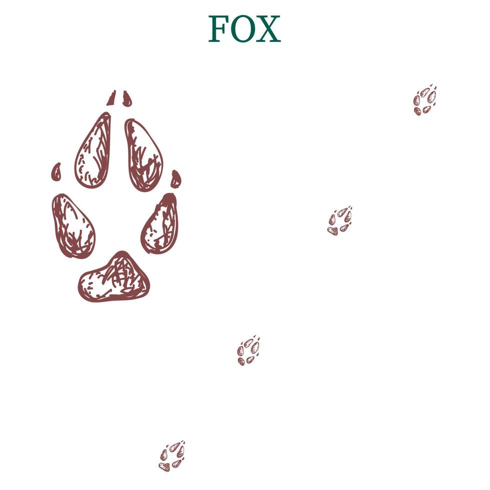 fox steps, footprint, trail. fox tracks. Typical footprints vector