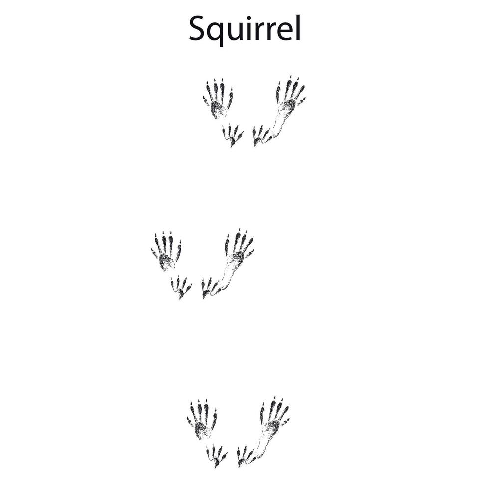 squirrel steps, footprint, trail. squirrel tracks. Typical footprints vector