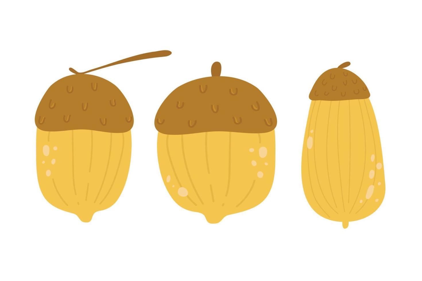 set of acorns vector illustration. oak fruit