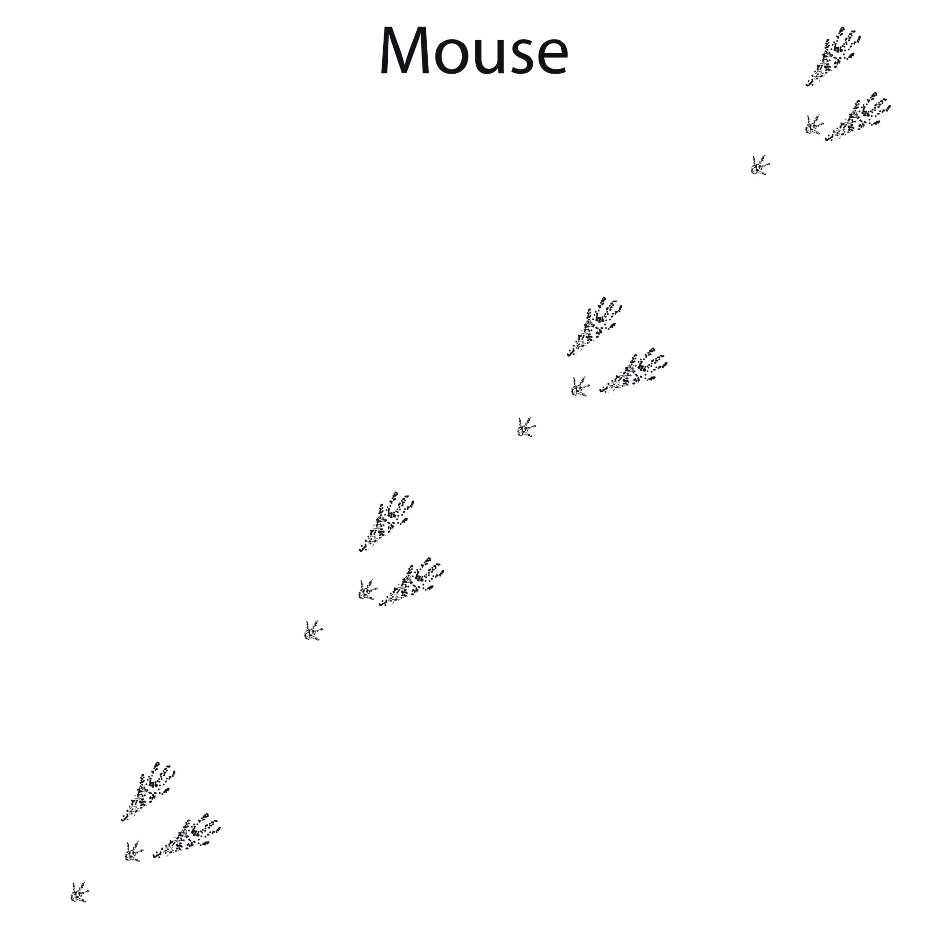mouse steps, footprint, trail. squirrel tracks. Typical footprints