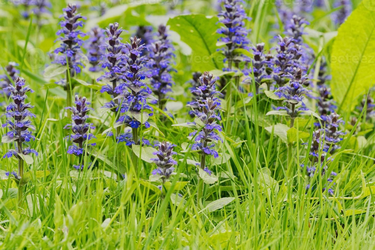 corneta vertical ajuga genevensis en una naturaleza foto