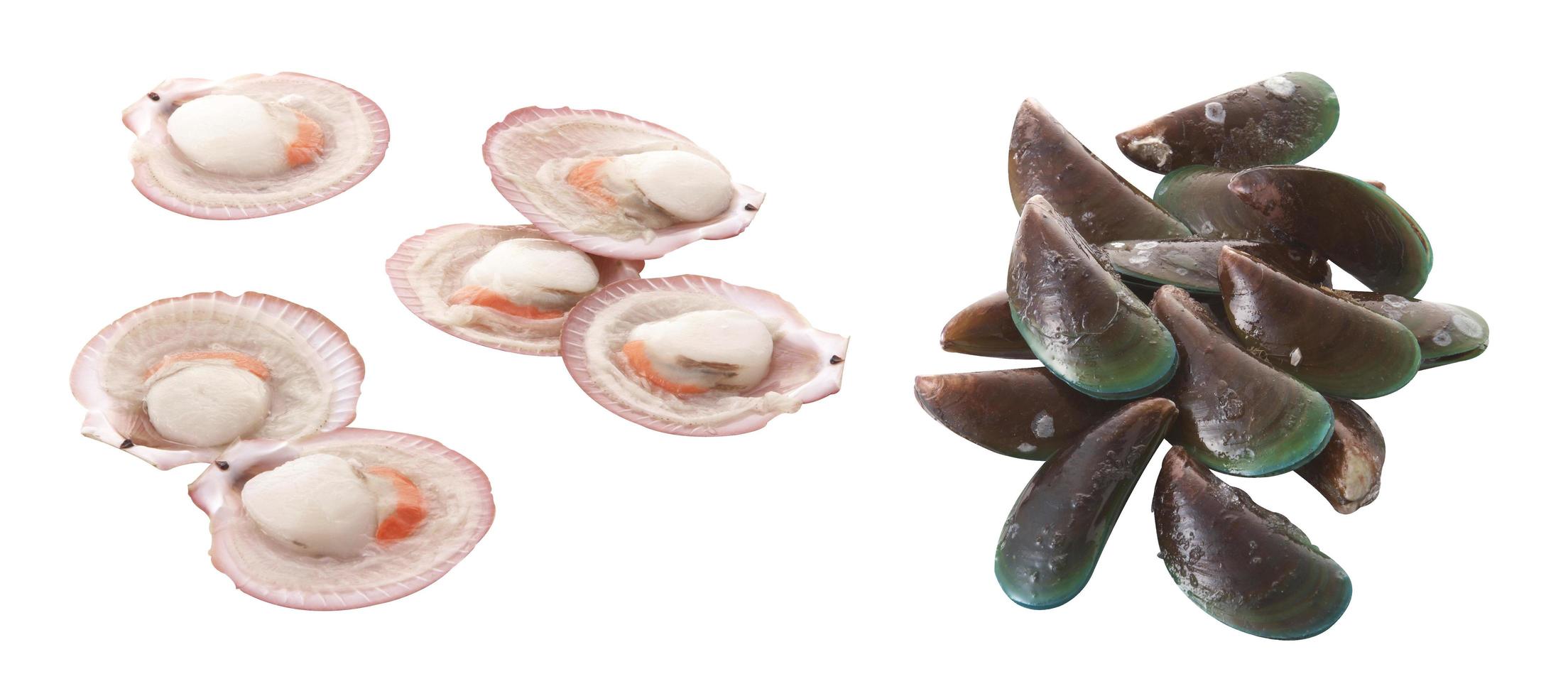 Group of raw scallop and mussel on white background photo