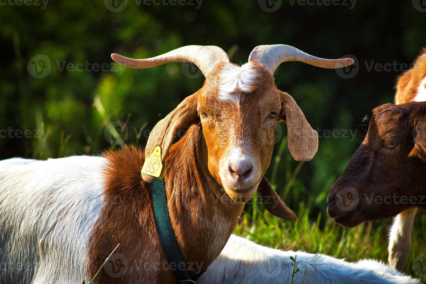 animales en eslovenia foto