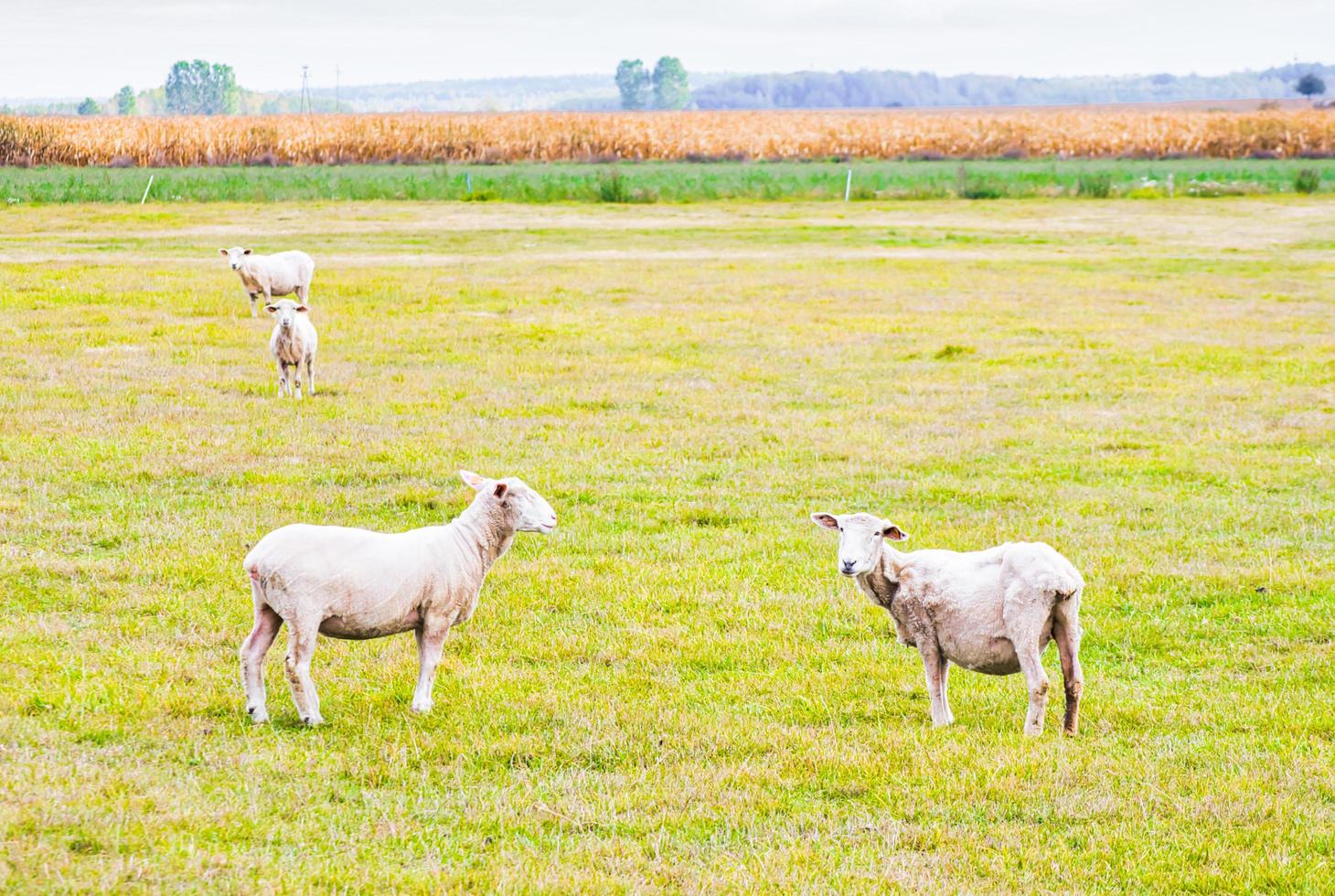 shaved sheep in field photo