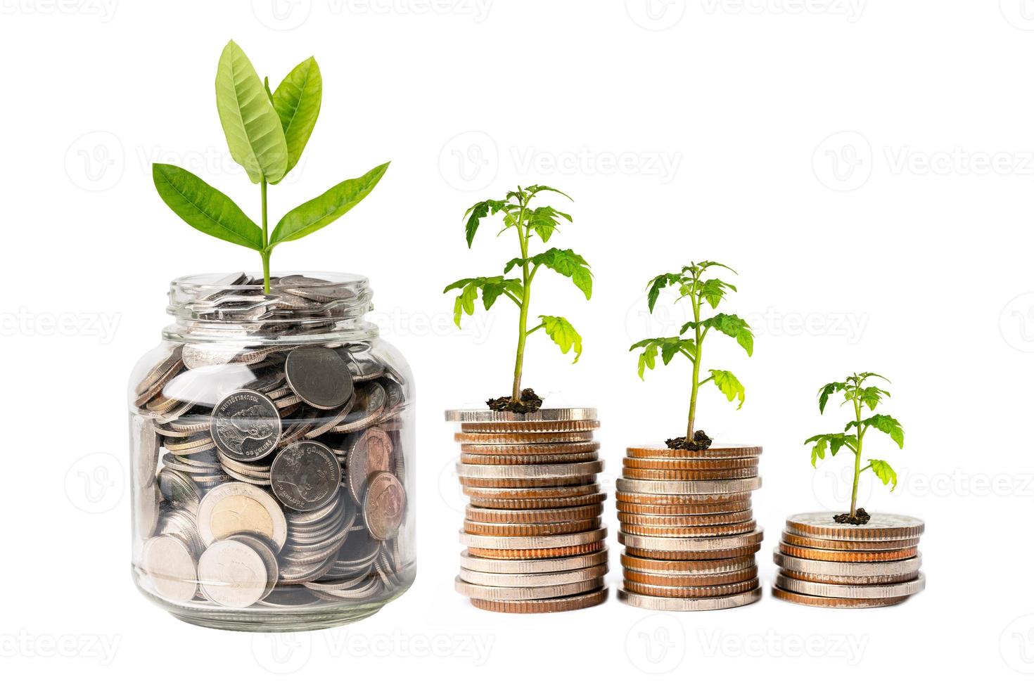 Save money tree growing on stack coins, Business finance investment business concept. photo