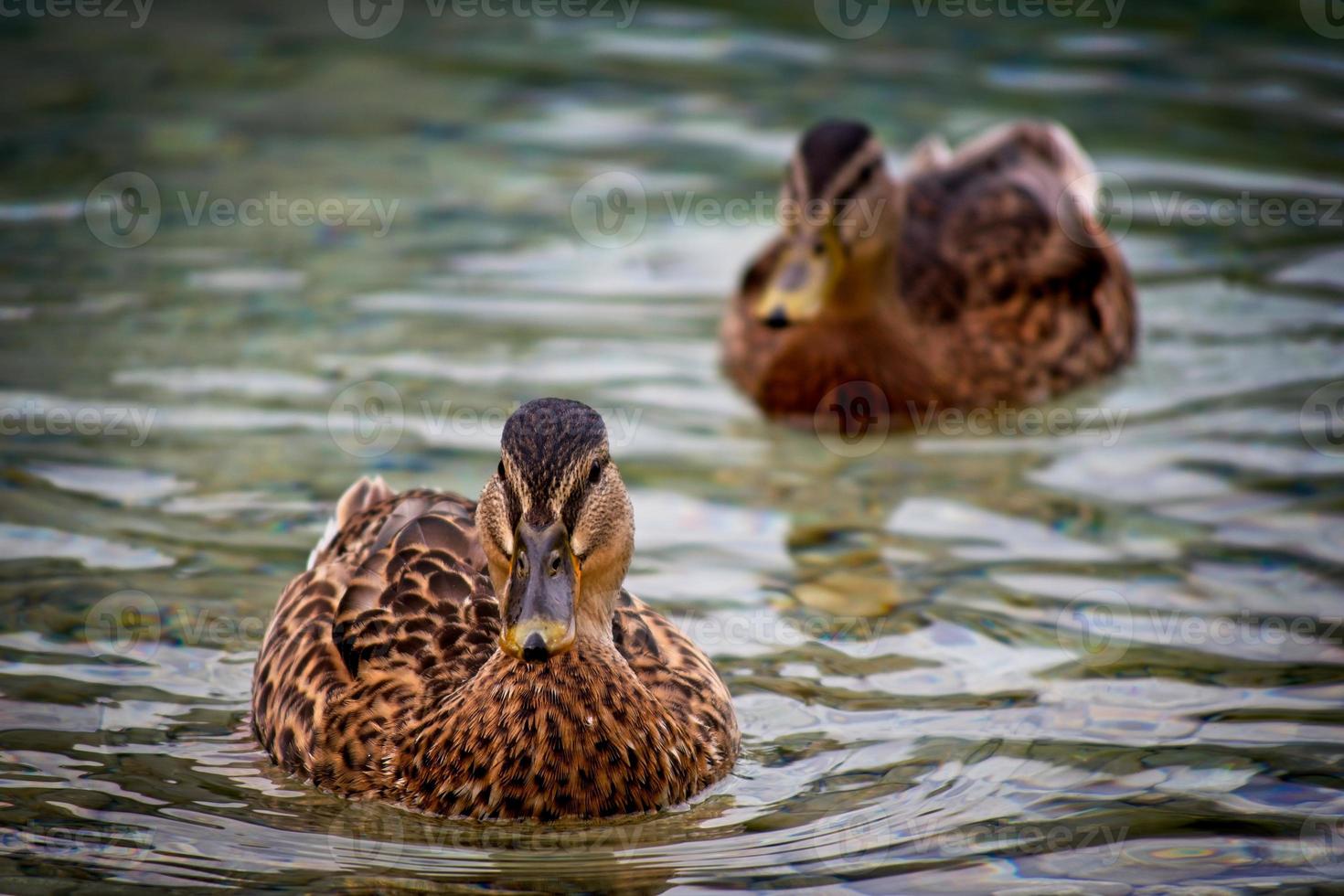 close up ducks photo