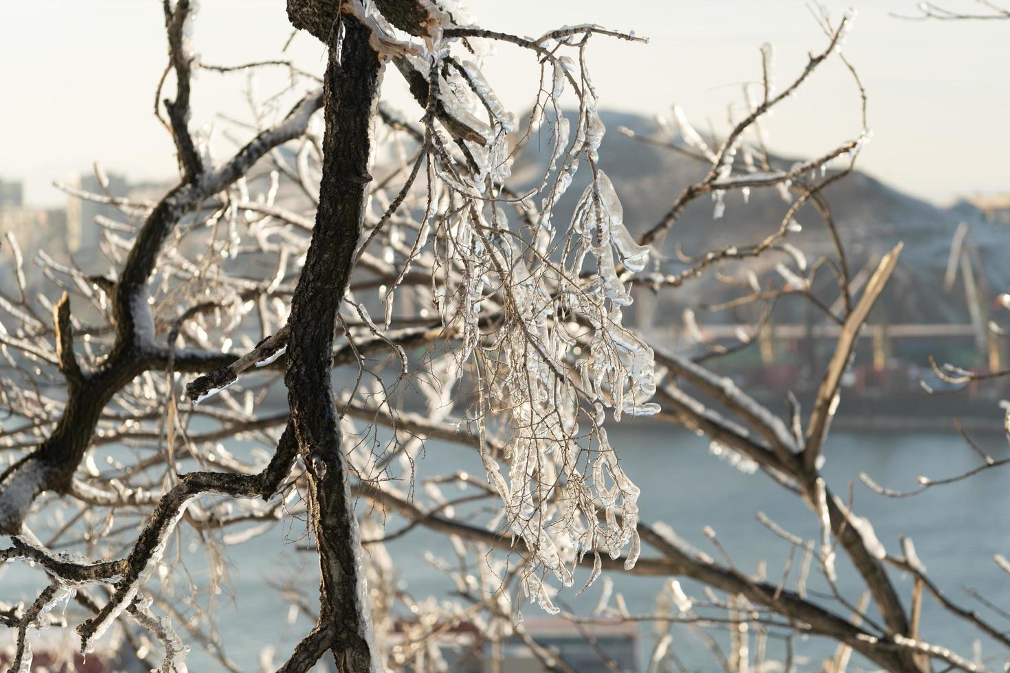 Natural background with ice crystals on plants after an icy rain photo