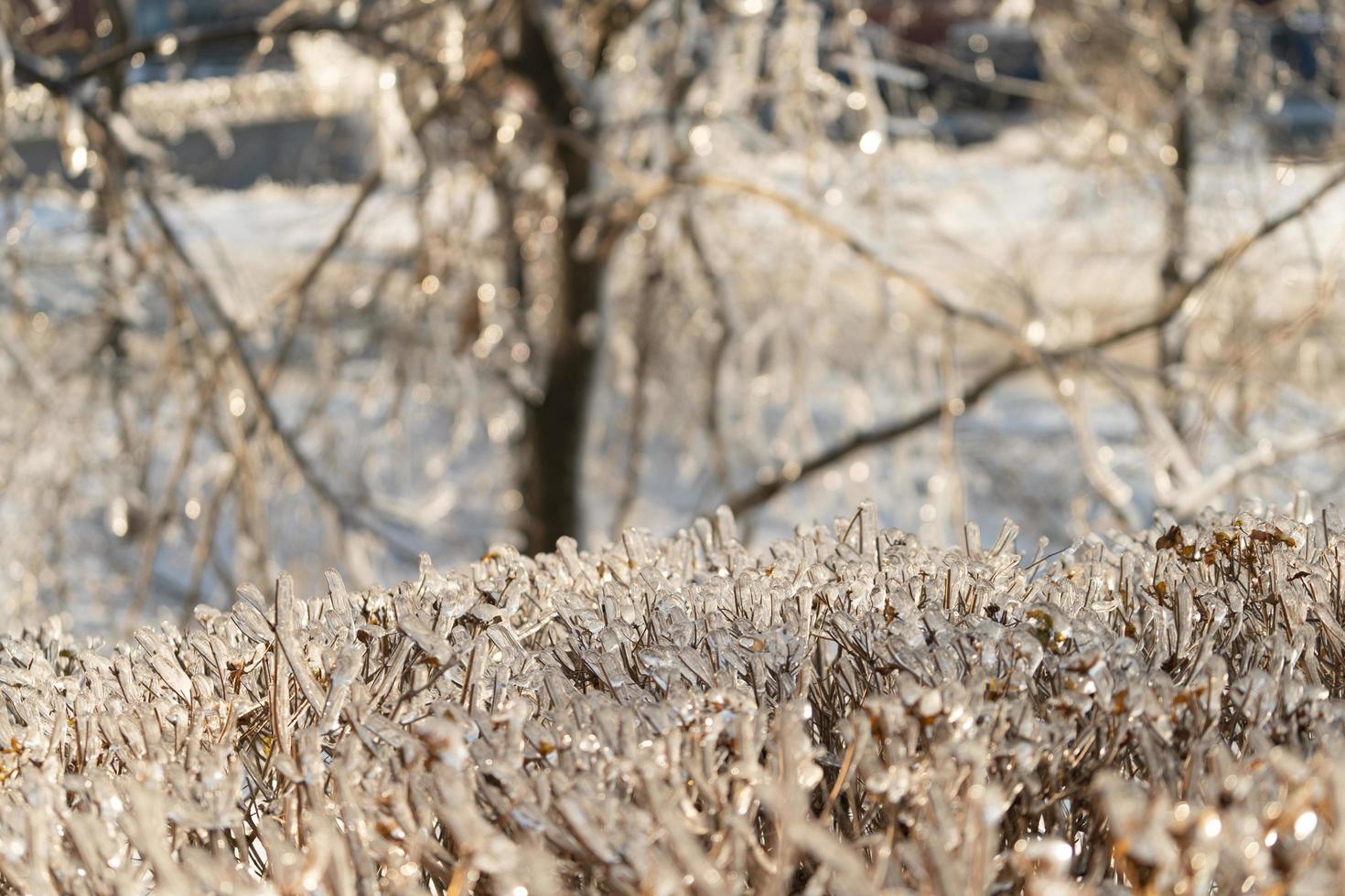 Natural background with ice crystals on plants after an icy rain. photo