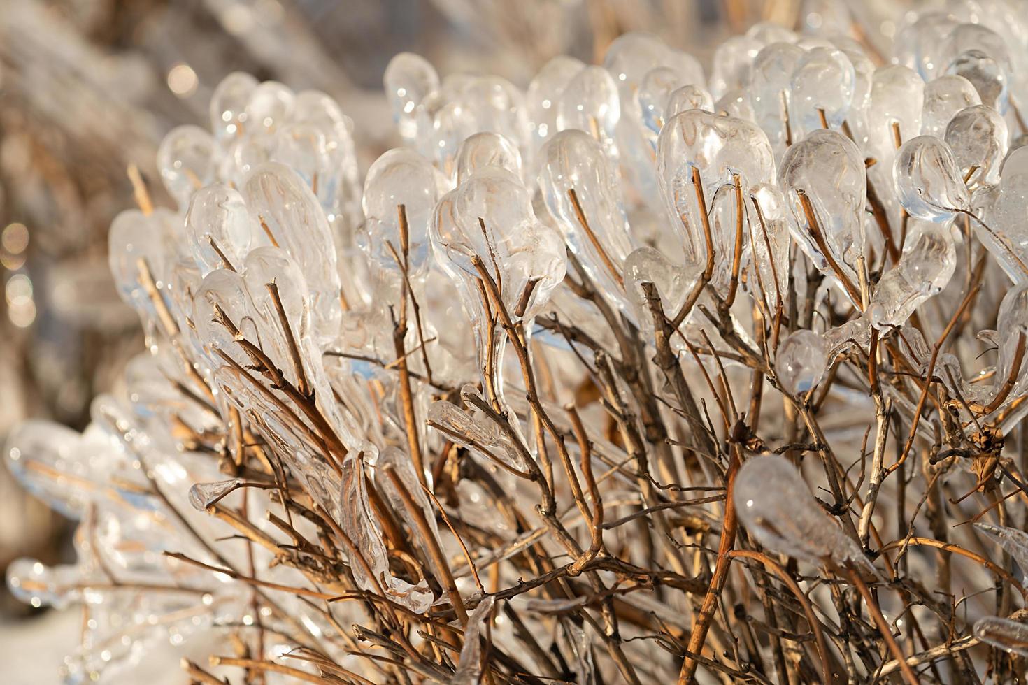 Natural background with ice crystals on plants after an icy rain. photo