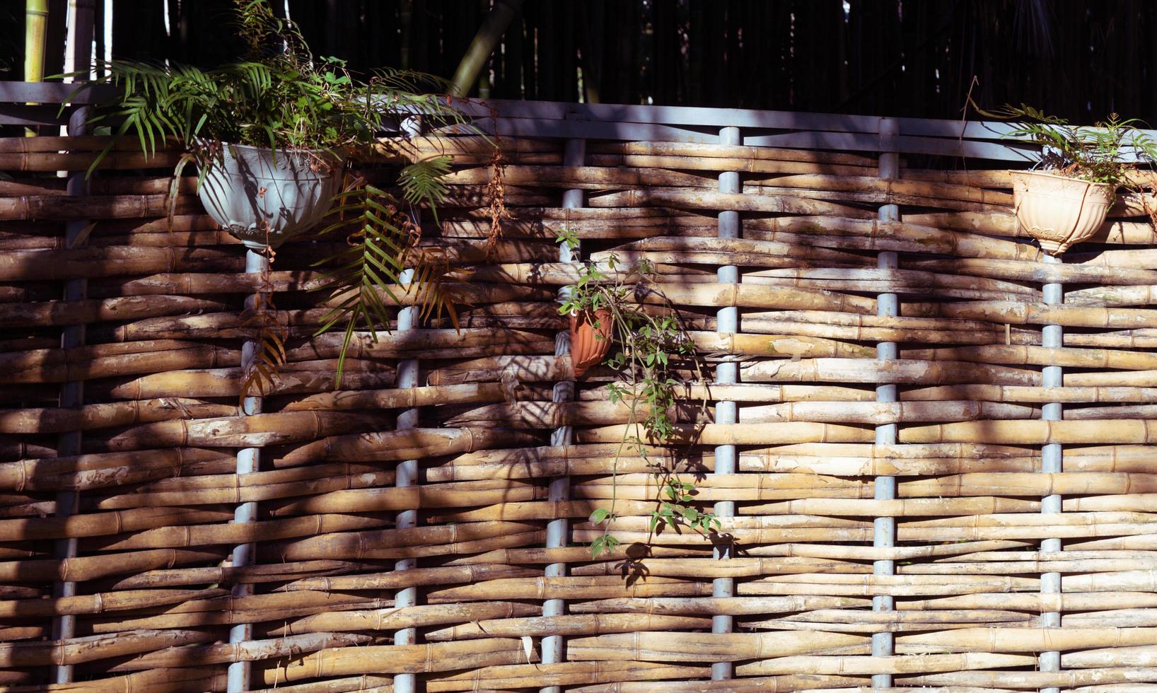 Natural landscape with bamboo garden view photo