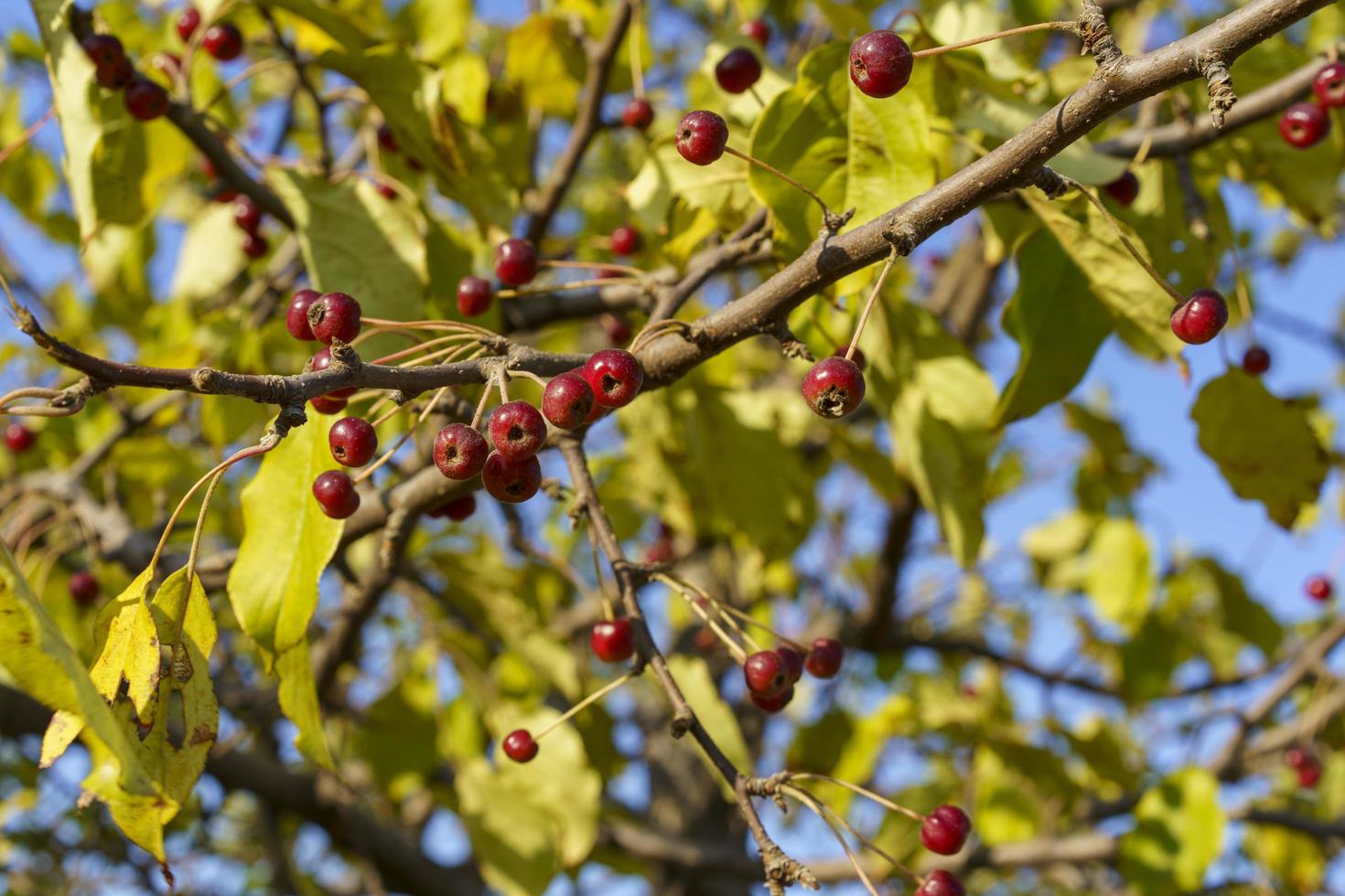 Branches of a wild apple tree with fruits on a blue sky background photo