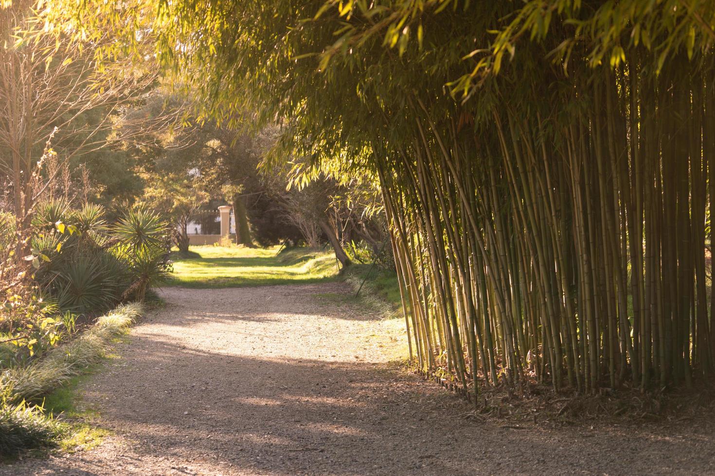 Natural landscape with bamboo garden view photo
