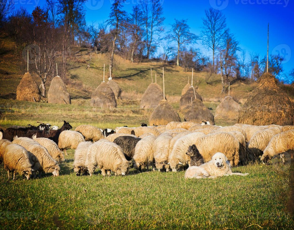 sheep with dog photo