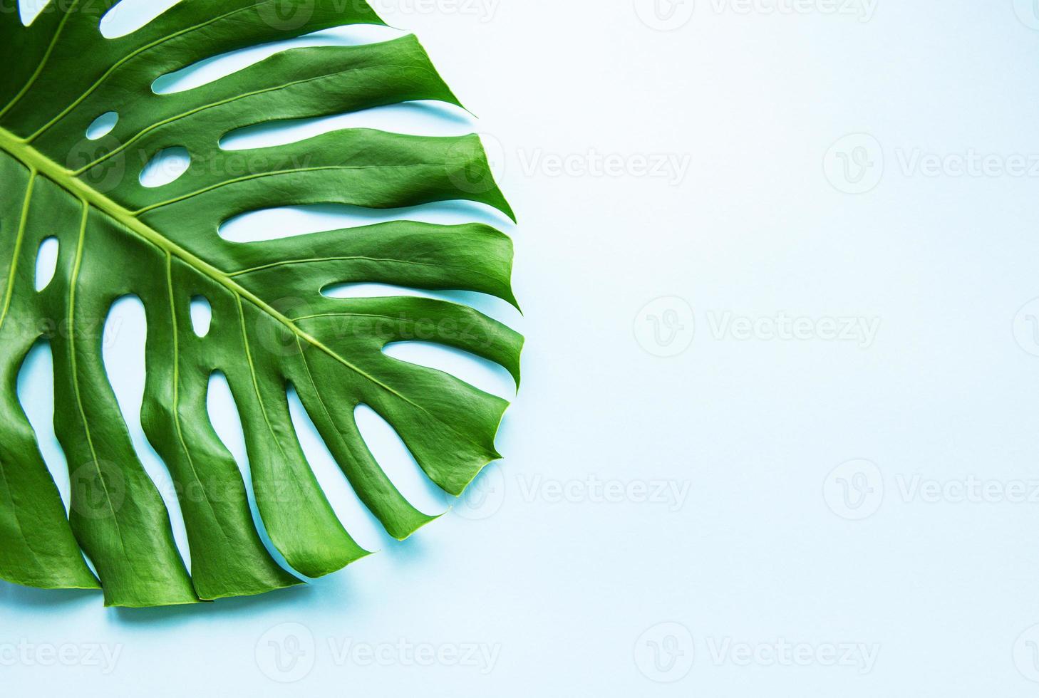 Tropical monstera leaf photo