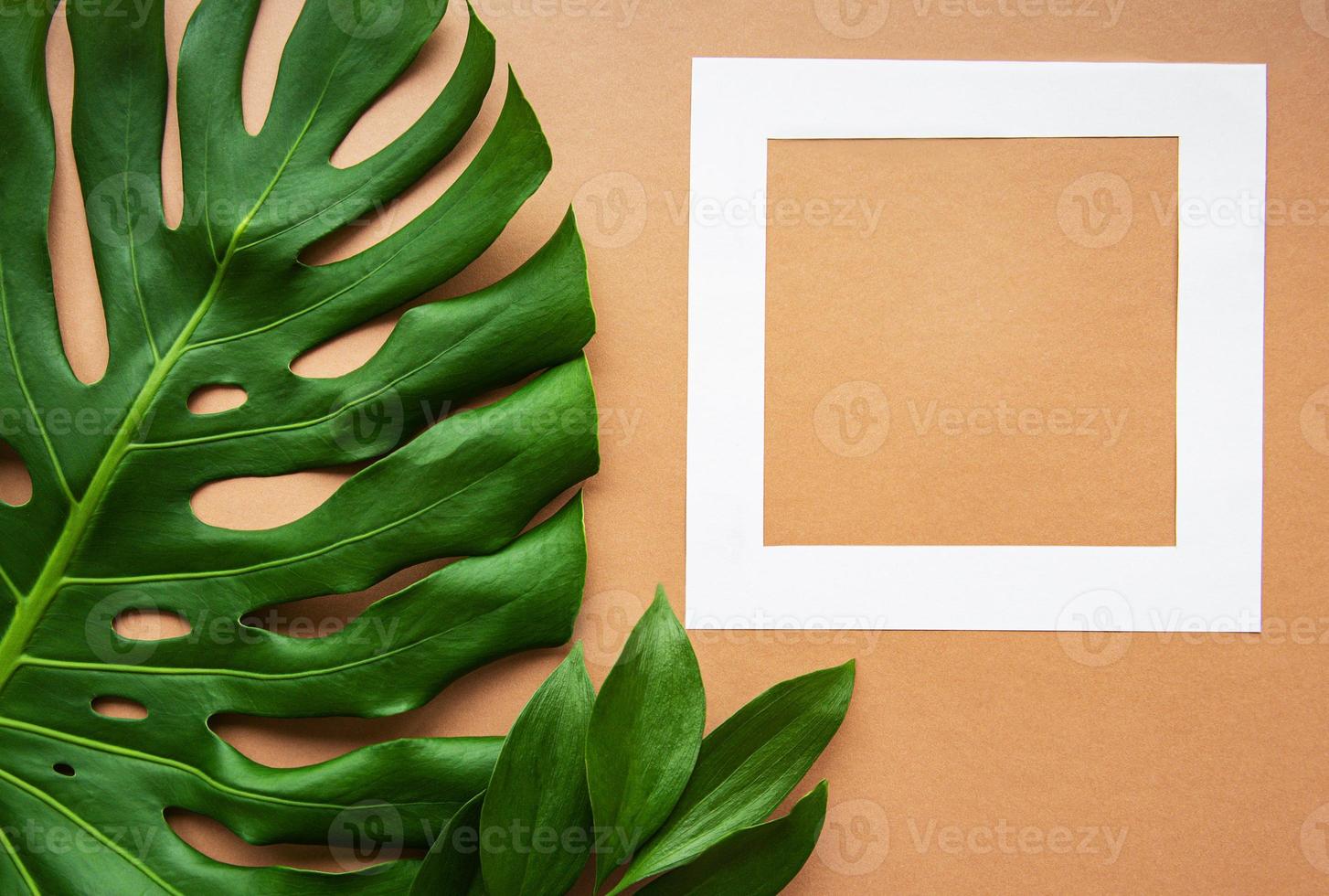 White frame and monster leaf photo