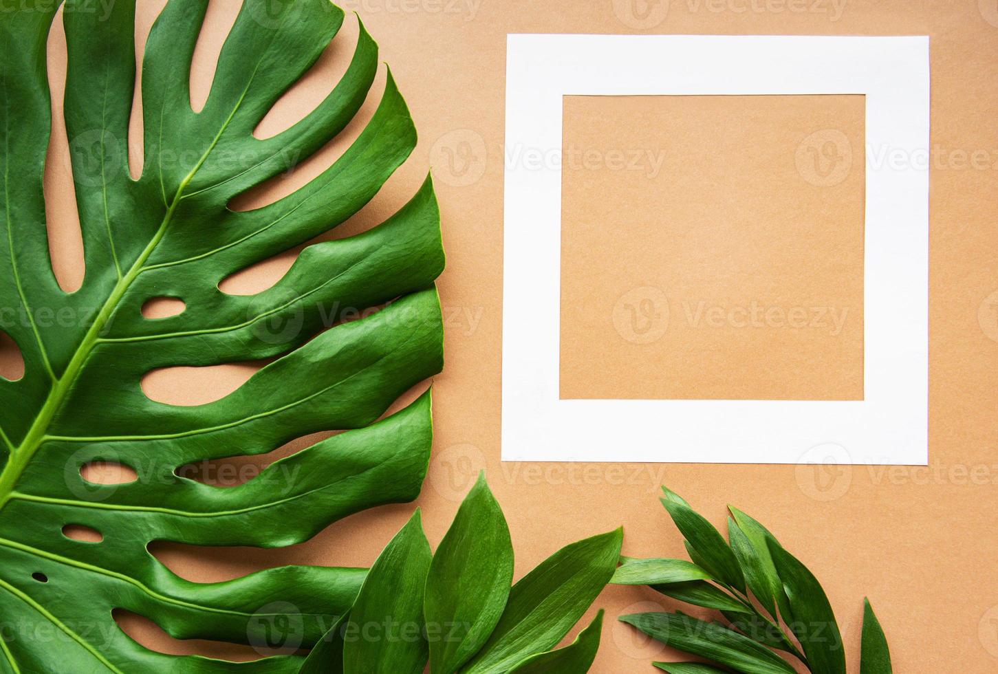 White frame and monster leaf photo