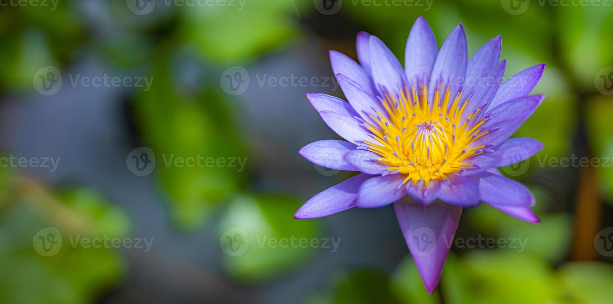 Purple lotus flowers in tropical garden lake, pond. Floral nature with blurred jungle landscape photo