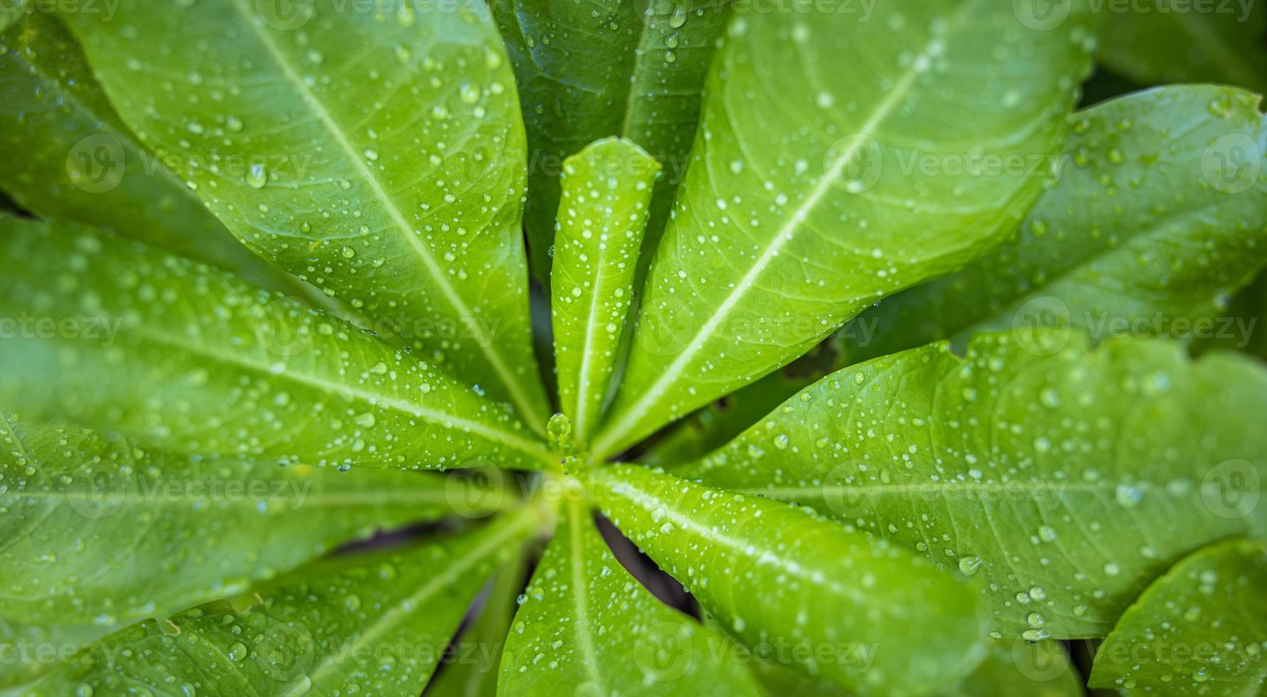 Closeup nature view of green monstera leaf and exotic natural garden background. Flat lay, dark nature concept, tropical leaf photo