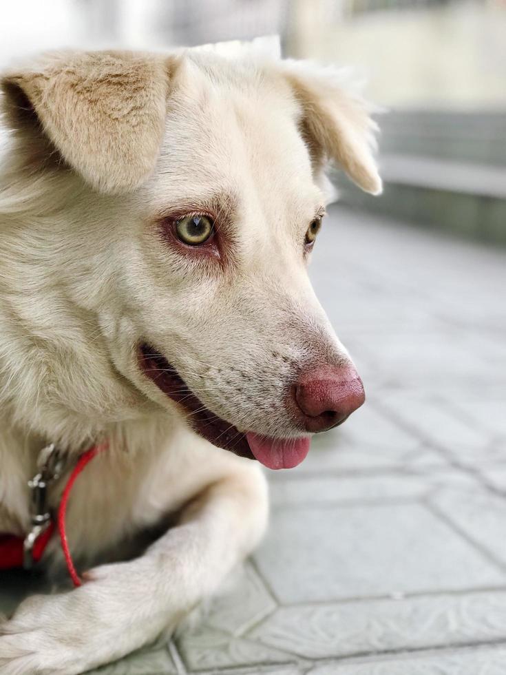 Portrait of White Dog photo