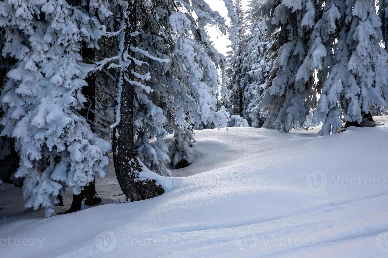 suave nieve fresca bajo pinos cubiertos de nieve foto