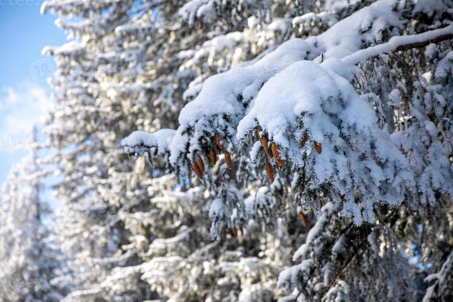 Pine cones on snow covered branch in bright sunshine photo