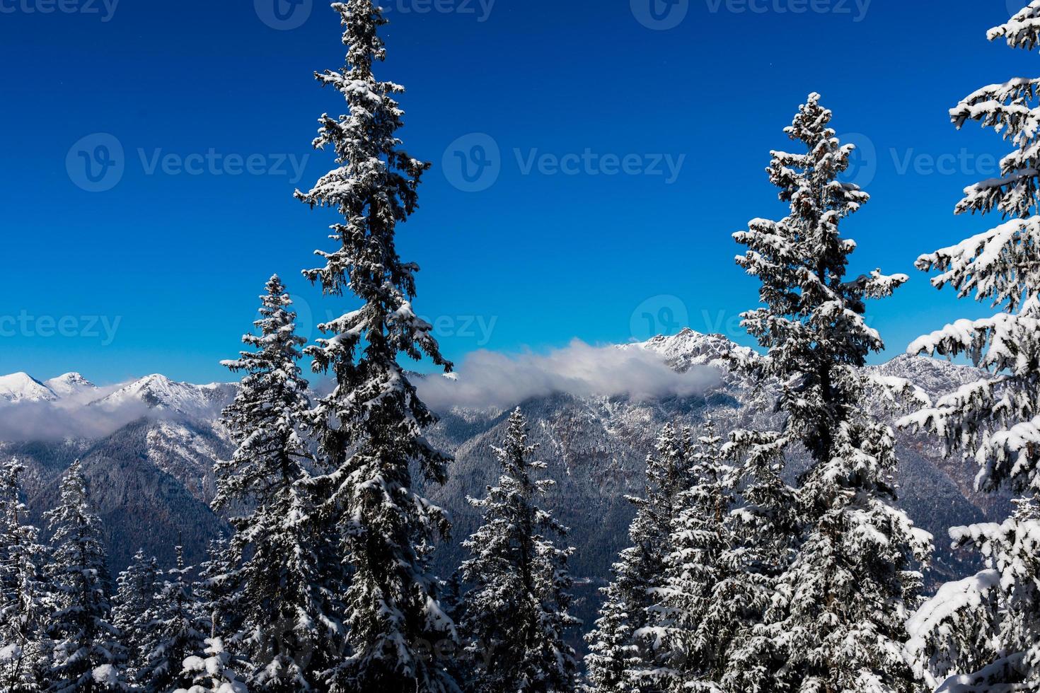 Pinos cubiertos de nieve con cordillera nublada en el fondo foto