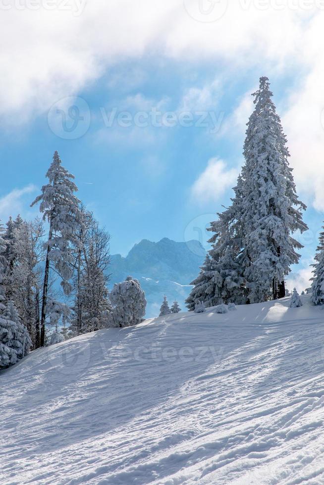 Pinos congelados por pista de esquí en garmisch partenkirchen foto