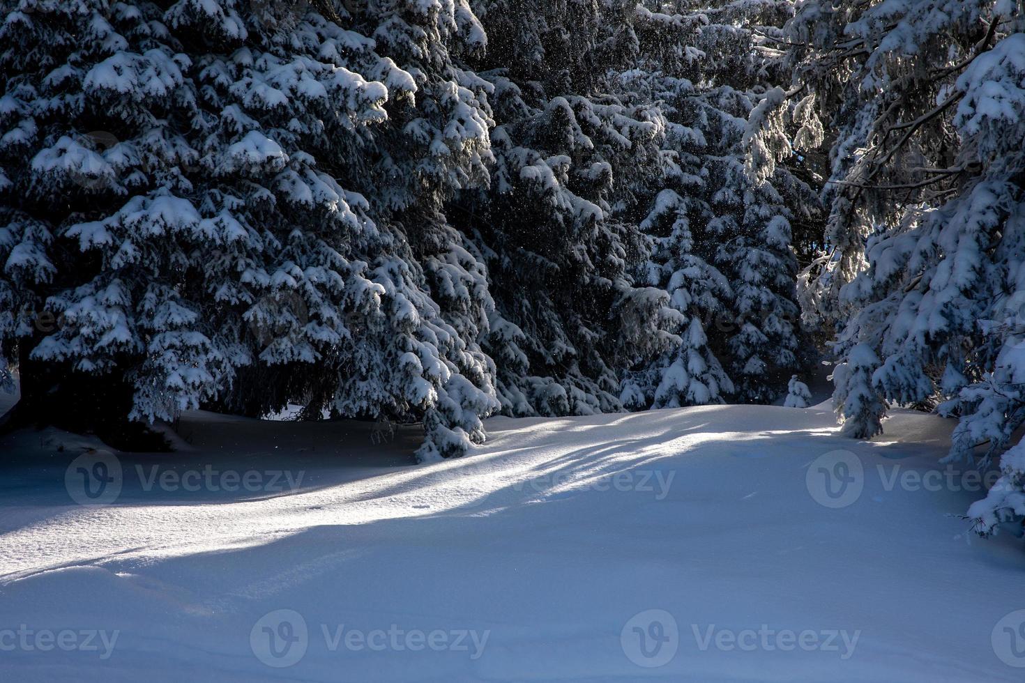 Light between dark snow covered pine trees photo