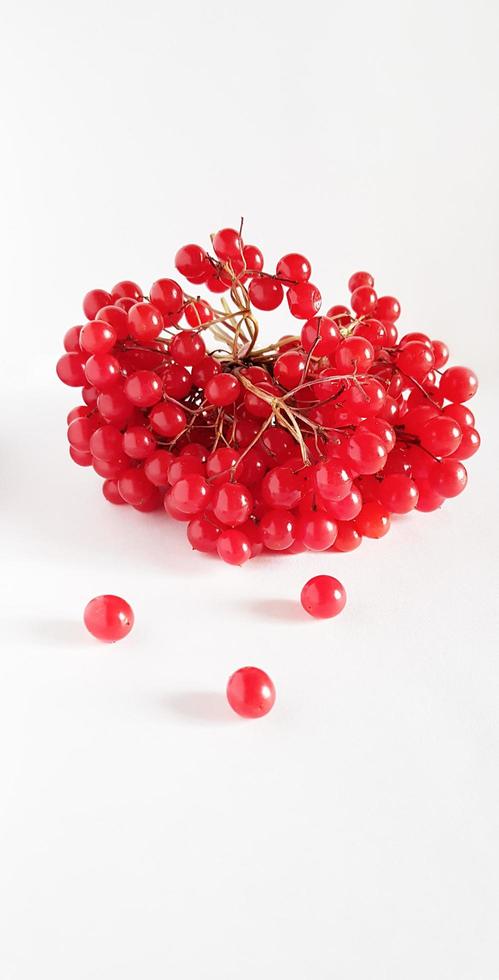 Viburnum berries on a white background photo