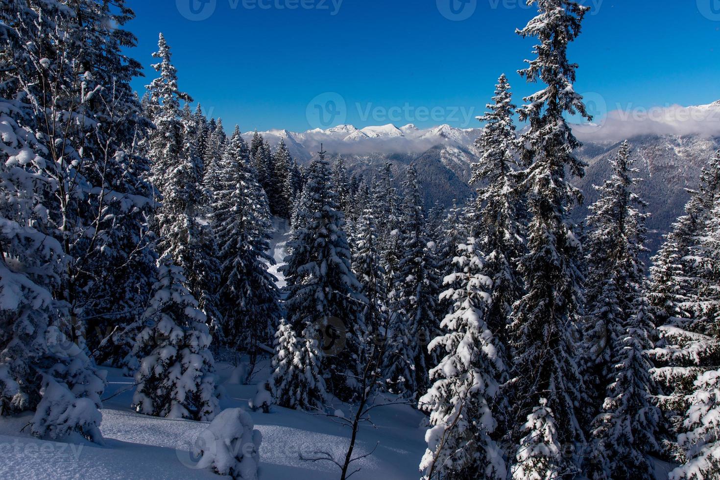 Snow covered pine trees with cloudy mountain range in the background photo