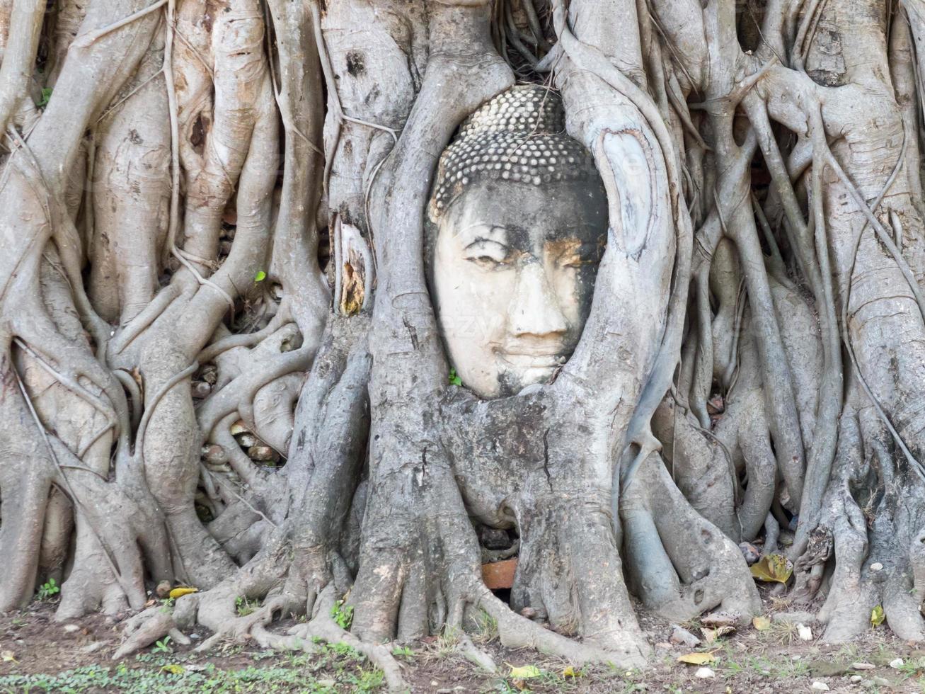 Ayutthaya Buddha Head statue with trapped in Bodhi Tree roots at Wat Maha That. photo