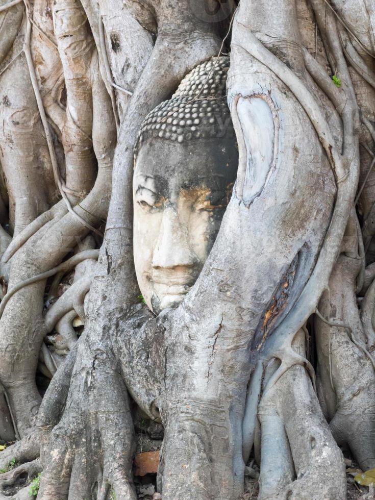 Ayutthaya Buddha Head statue with trapped in Bodhi Tree roots at Wat Maha That. photo