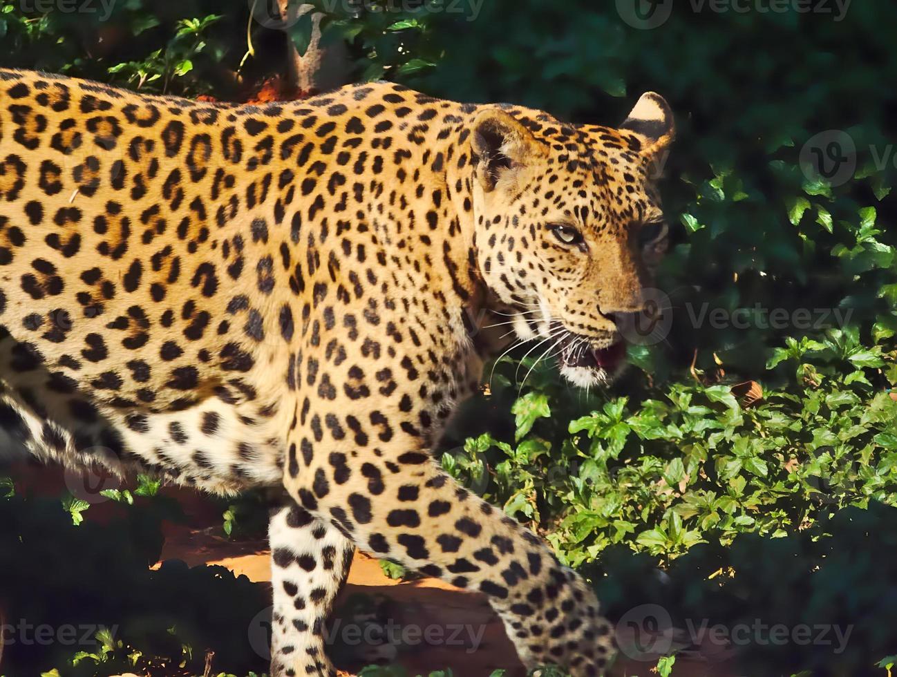 leopardo está caminando. foto