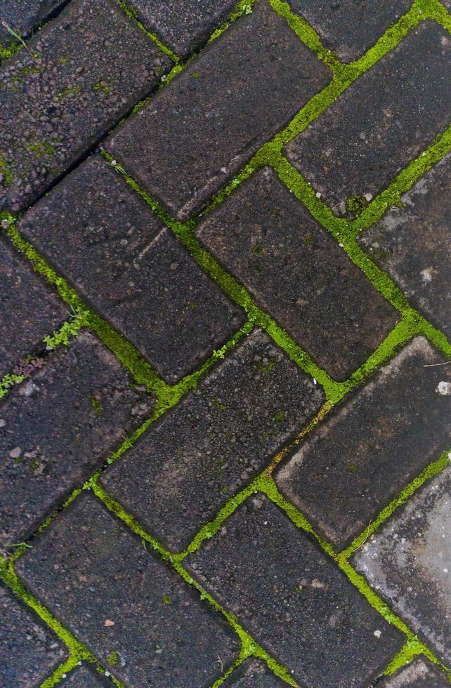 rough background of the mossy pavement photo