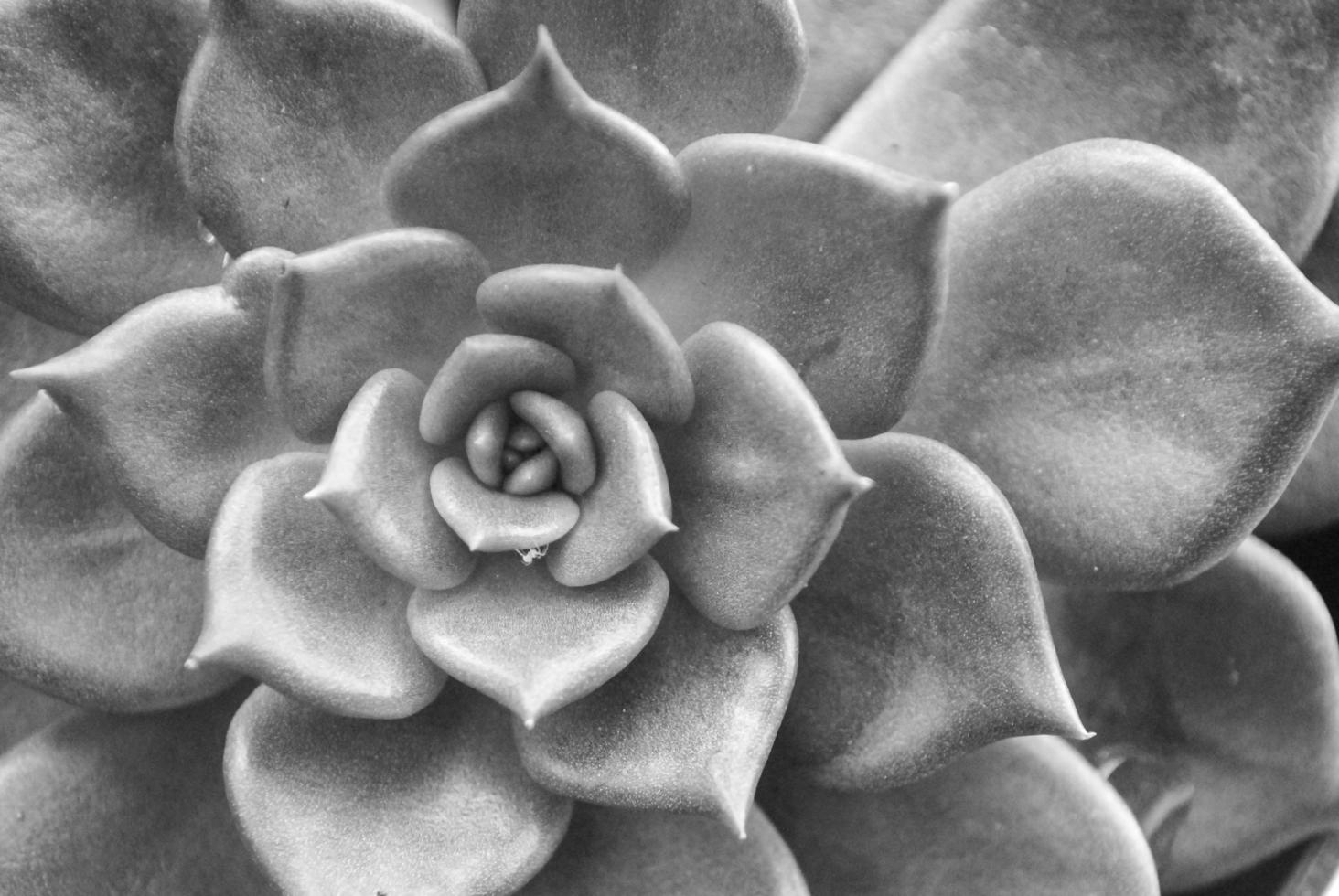 Un primer plano de la rosa en blanco y negro. foto
