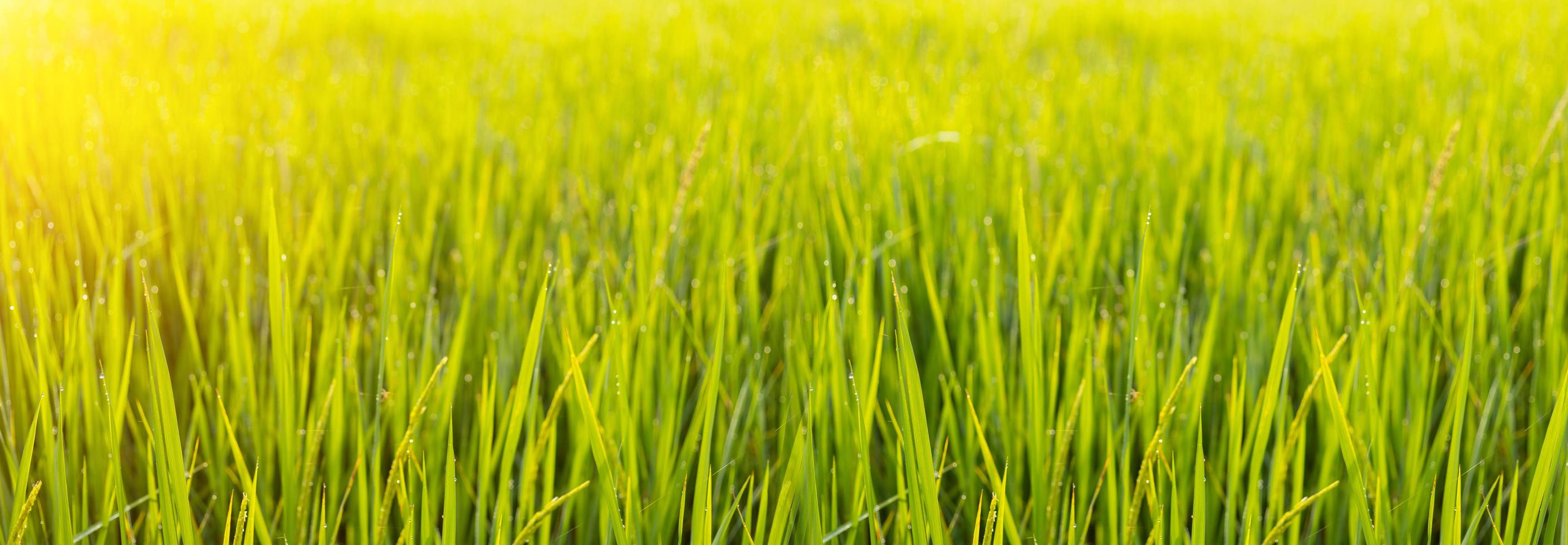 paronama modern agriculture concept technology smart farming icon on rice background photo
