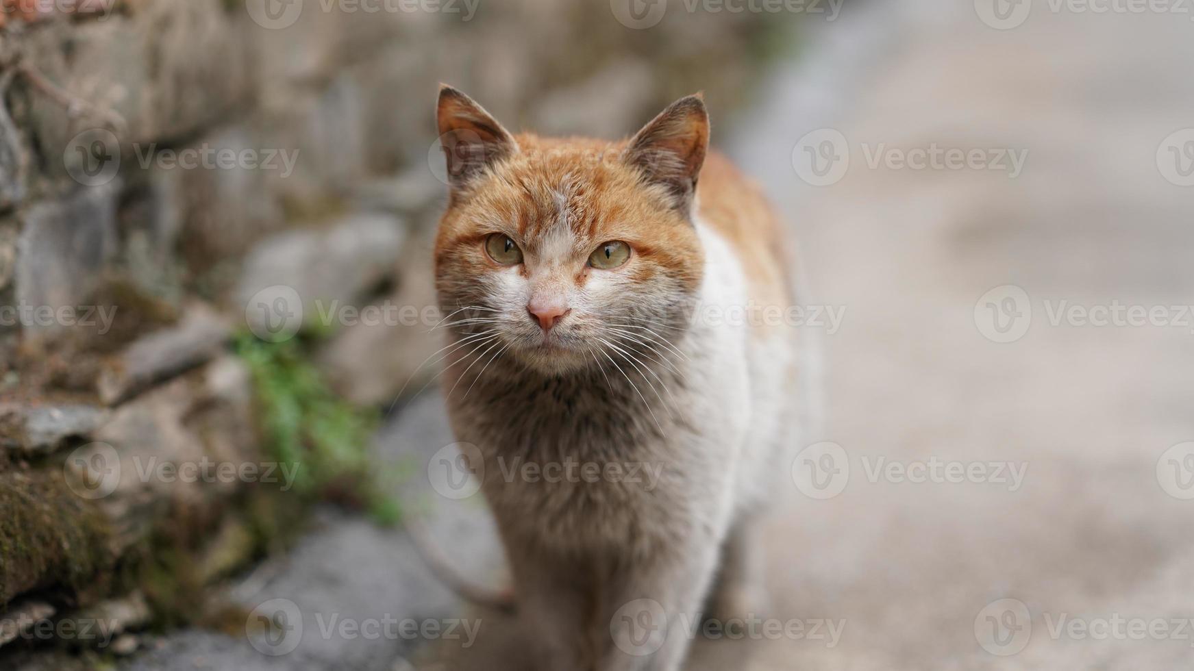 Un lindo gato salvaje mirándome en el pueblo. foto