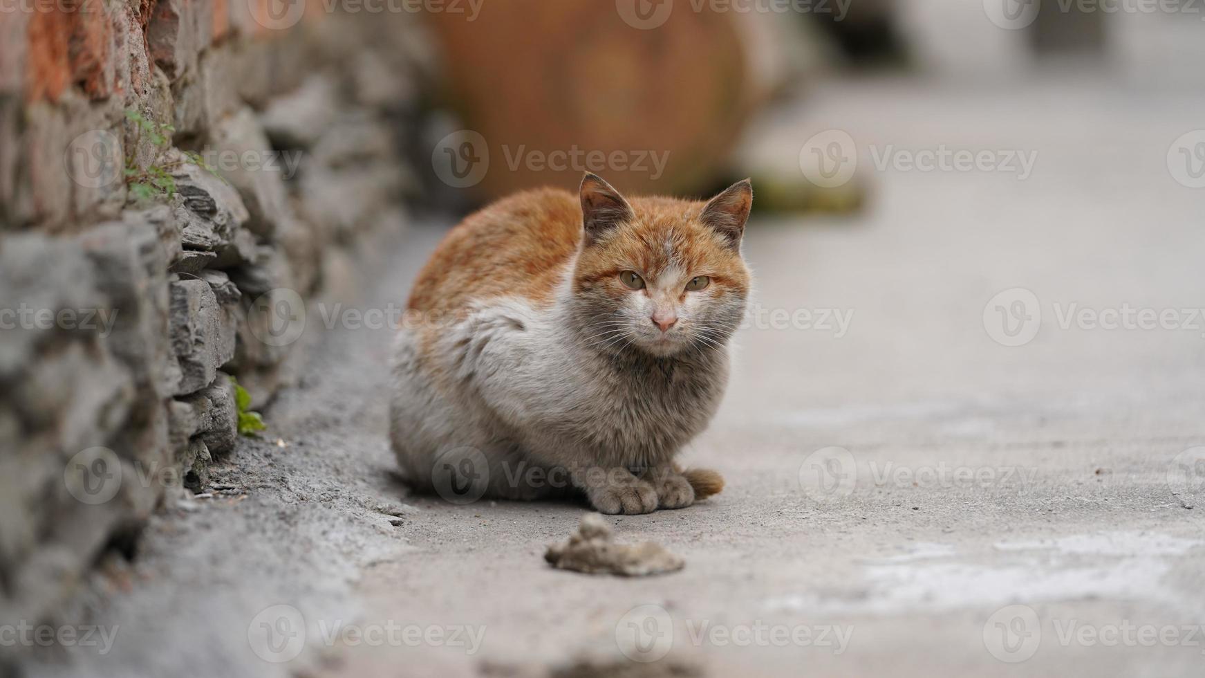 Un lindo gato salvaje mirándome en el pueblo. foto