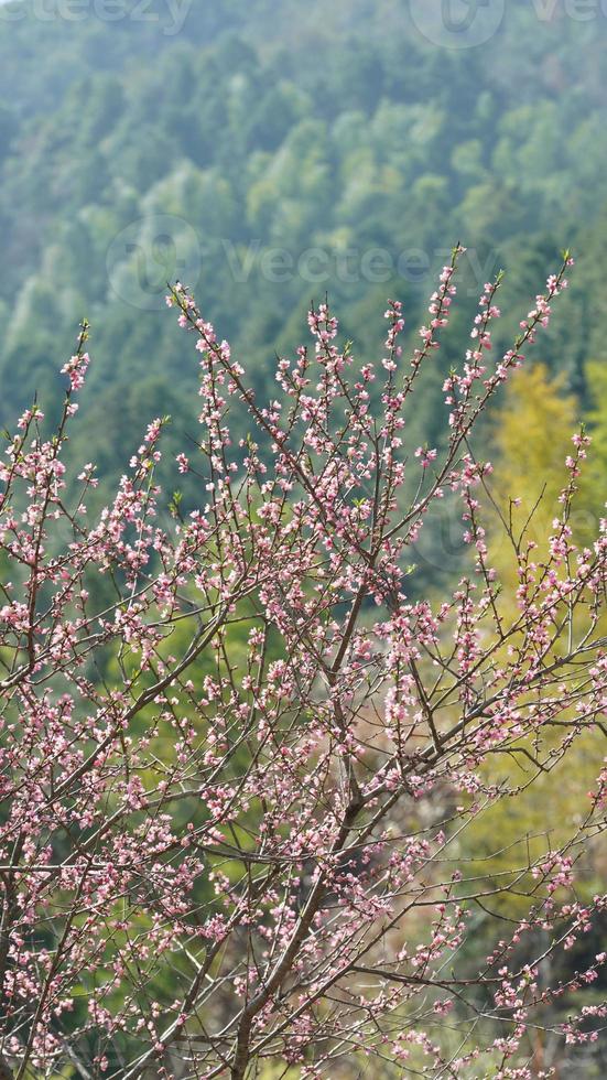 The beautiful peach flowers blooming in the wild field in spring photo