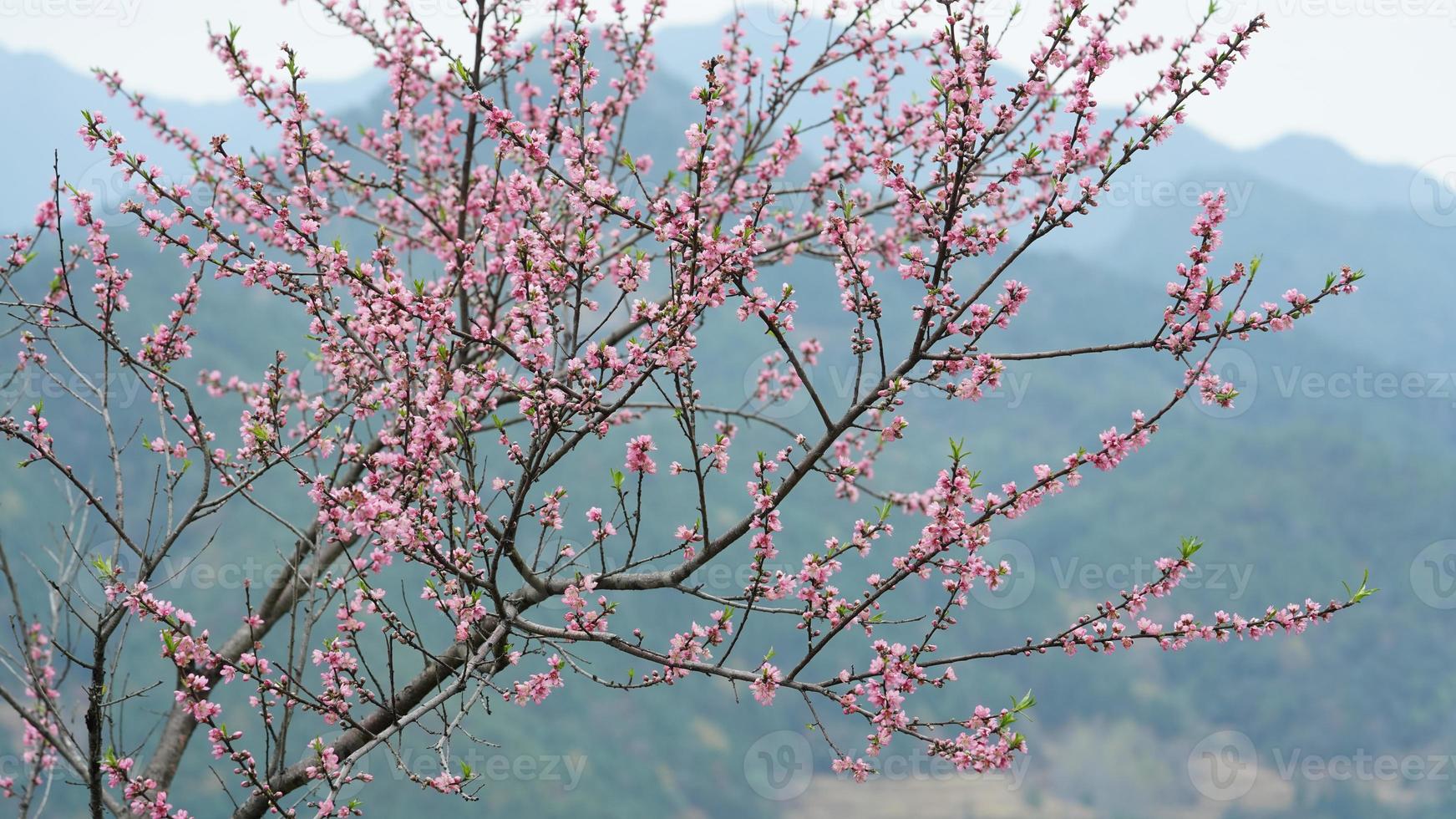 The beautiful peach flowers blooming in the wild field in spring photo