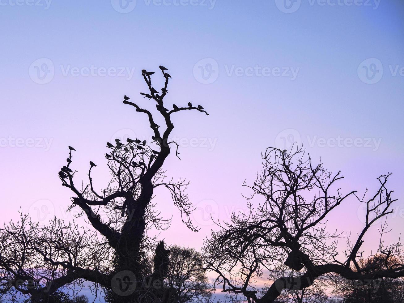 Pigeons resting on bare tree branches in silhouette against a pink sky photo
