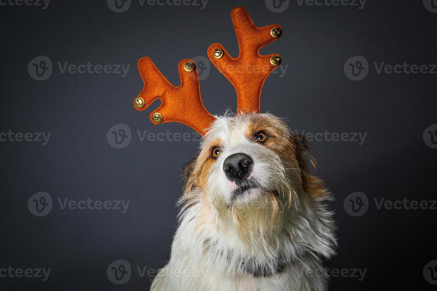 perro desaliñado con cuernos de navidad foto