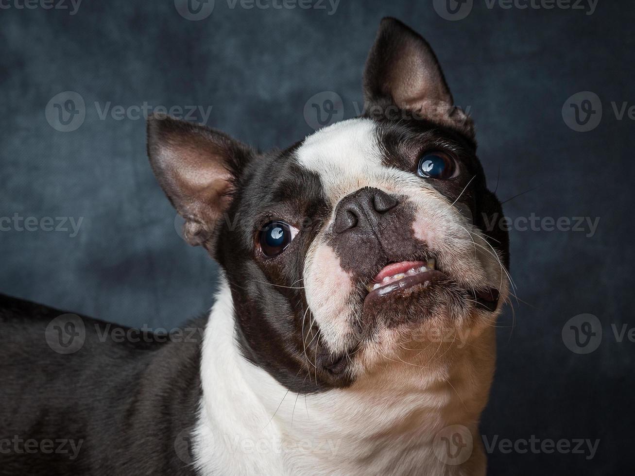 perro boston terrier foto