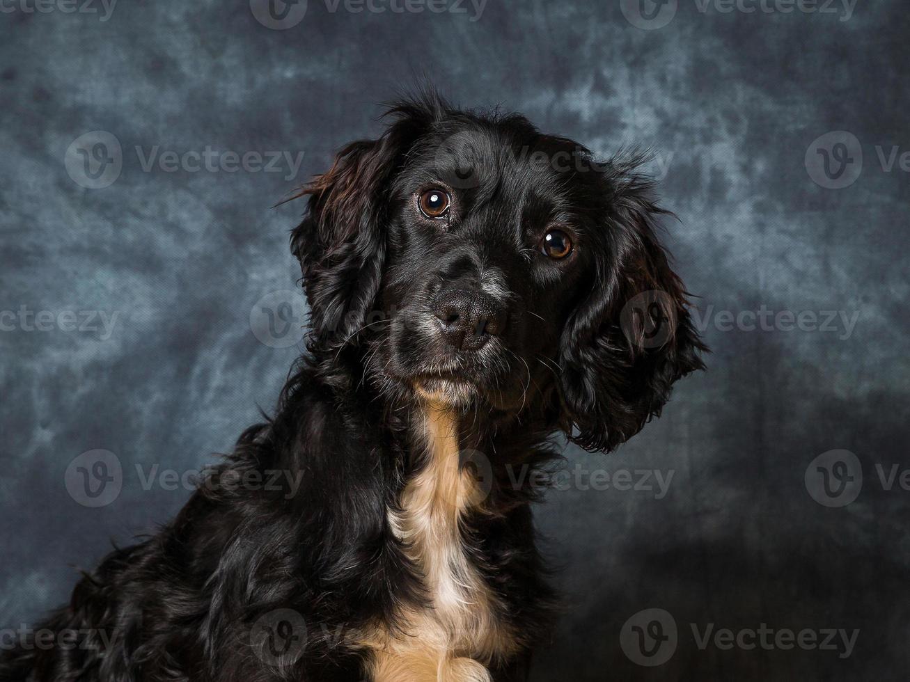 Cocker Spaniel Dog photo