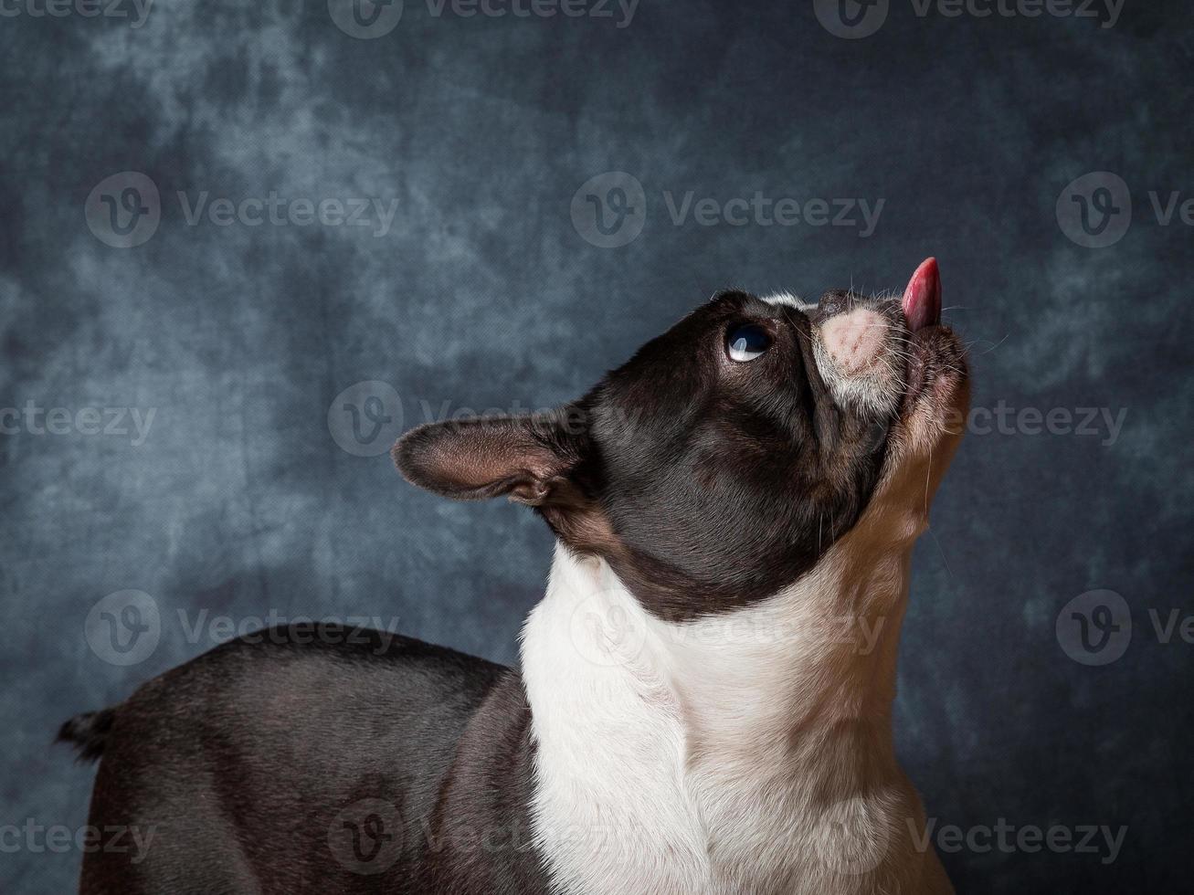 Boston Terrier Dog photo