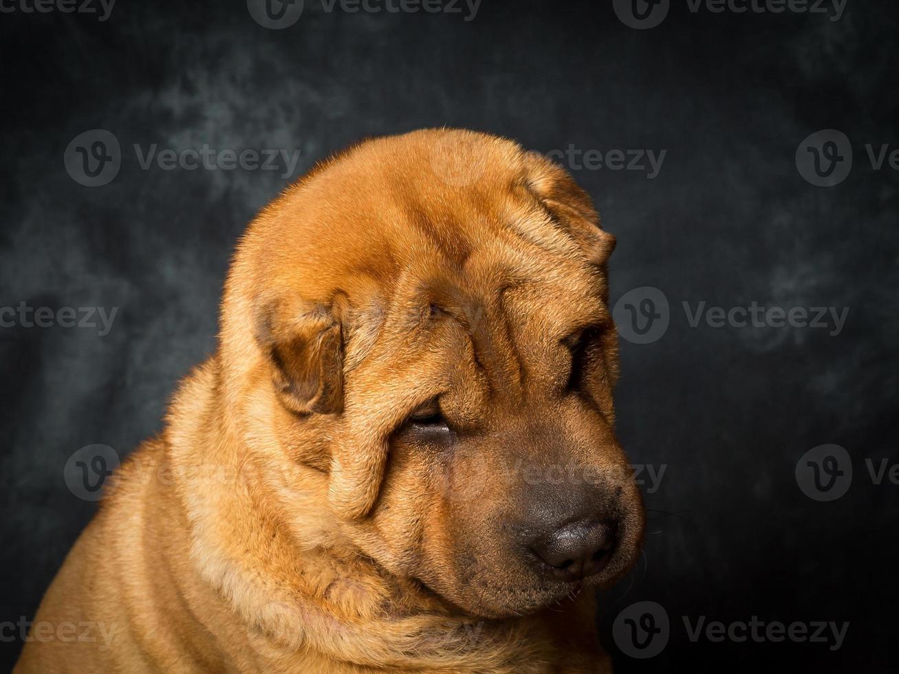 Shar Pei Dog photo